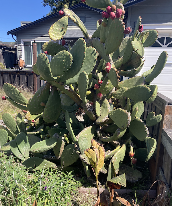 Large Prickly Pear Cactus