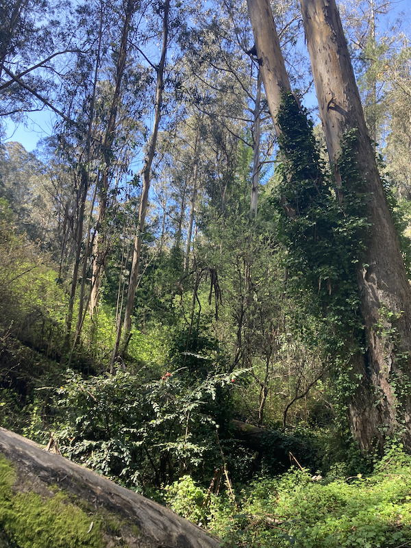 Eucalyptus Trees