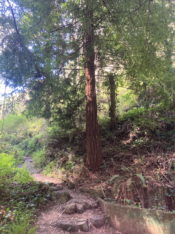 Redwood Tree, San Pedro Valley Park