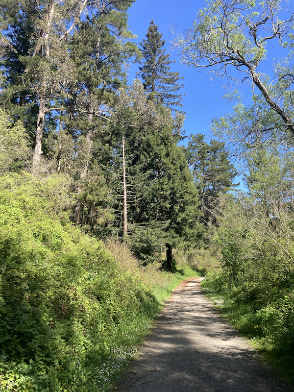 Trail in San Pedro Valley Park
