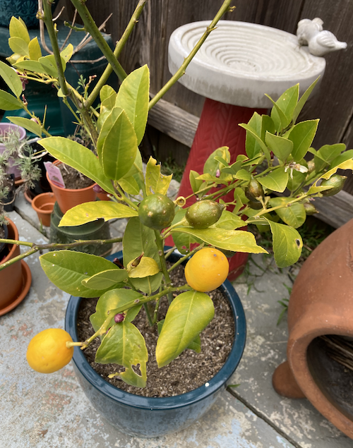 Lemons on the Lemon Tree