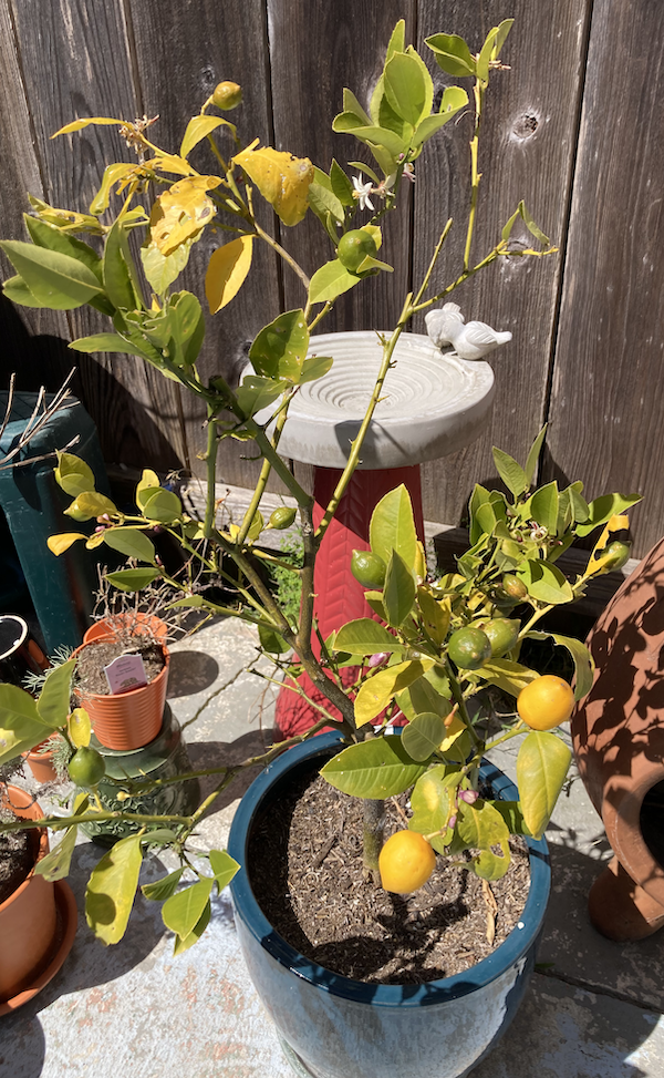 Lemon Tree