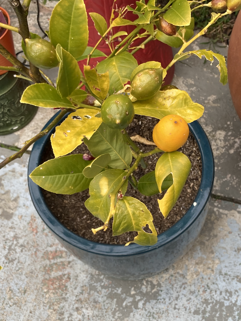 Lemon Tree