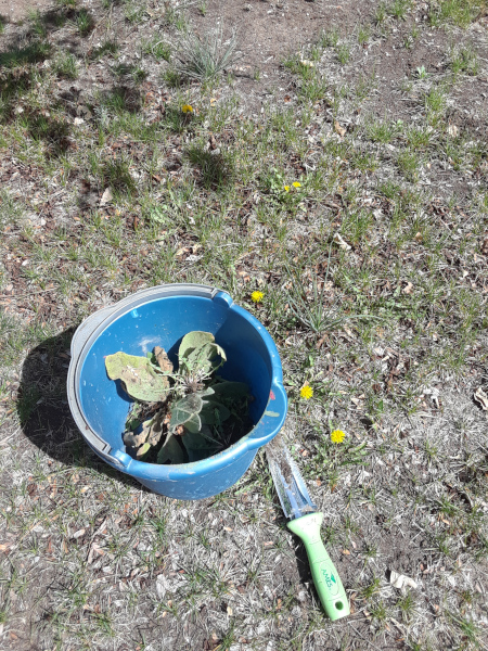 tools and dandelions