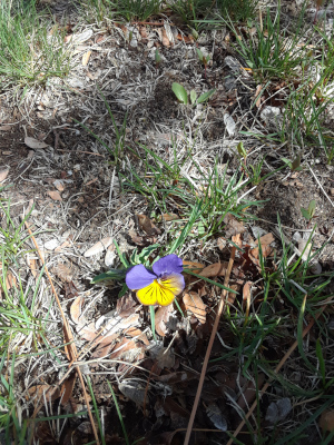 unknown flower