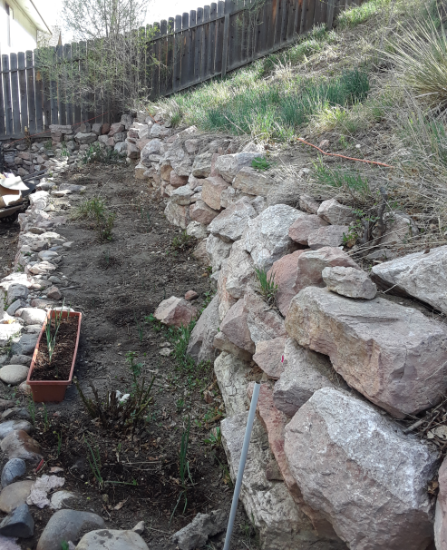 Onion and Rose bed