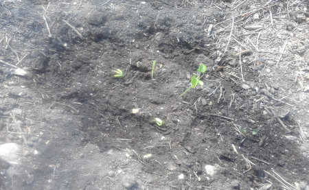 Sister Plants