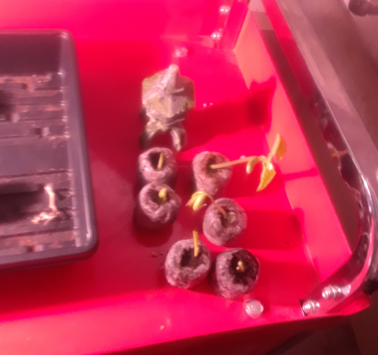 Sisters Seedlings