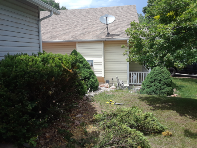 Yew Bushes 