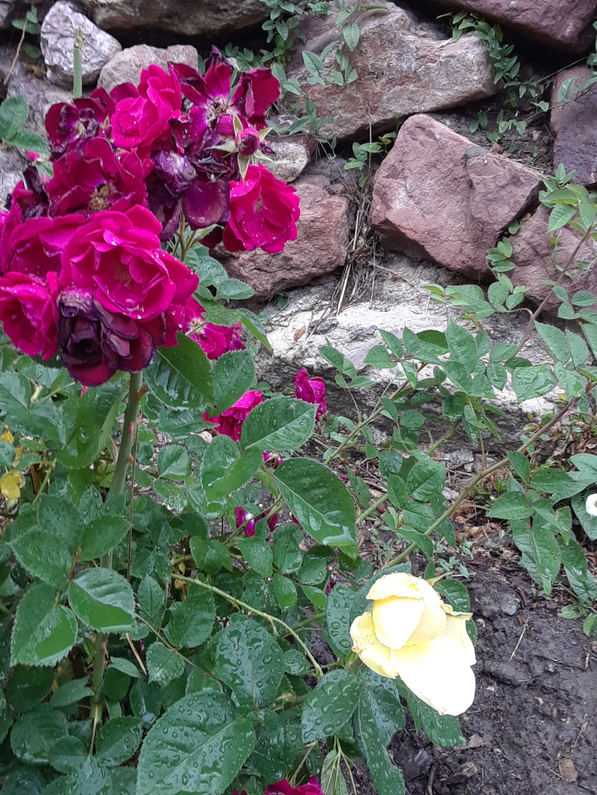 Red and Yellow Roses
