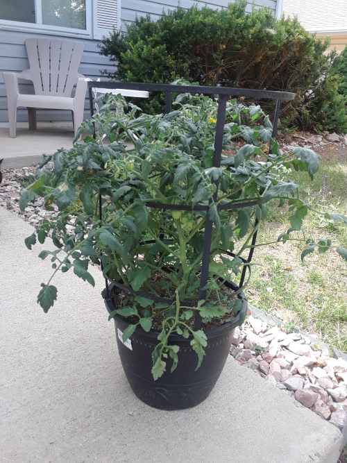 Cherry Tomato Container Plant