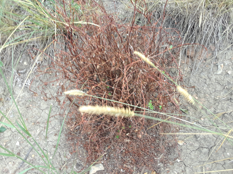 Hillside Dry Shrub