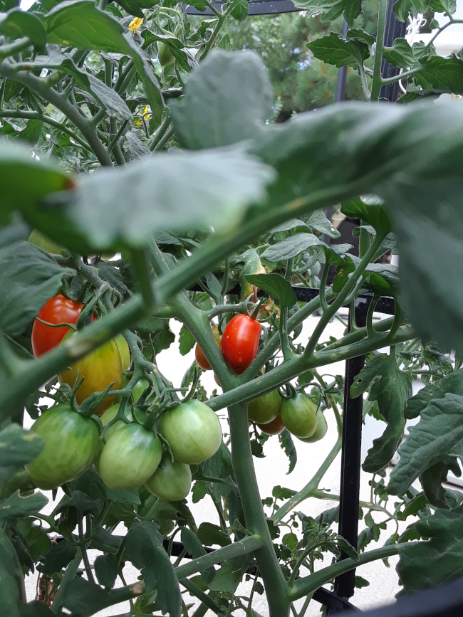 Ripe Cherry tomato