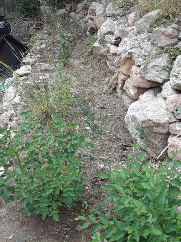 Row in the Onions and Roses Bed