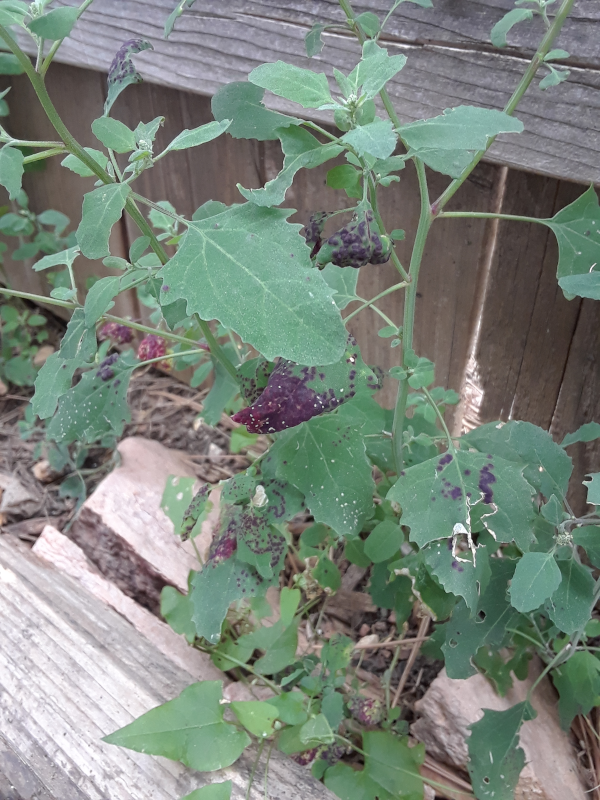 Purple Fungus on Plant Leaves