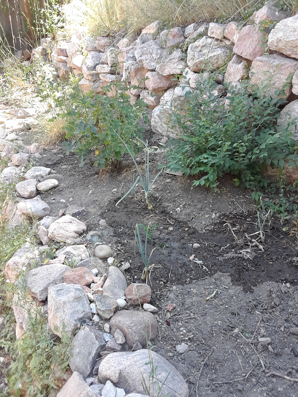 Roses and Onions watered