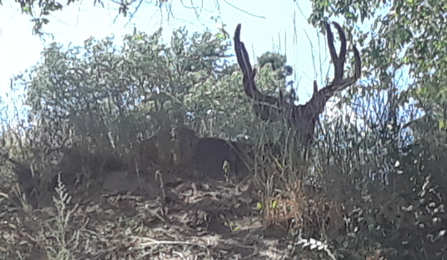 Buck resting