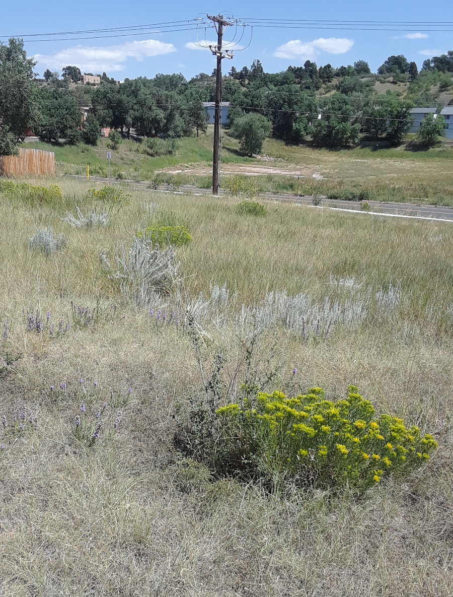 Wild Plants