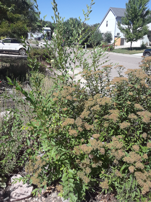 Tree Saplings Before