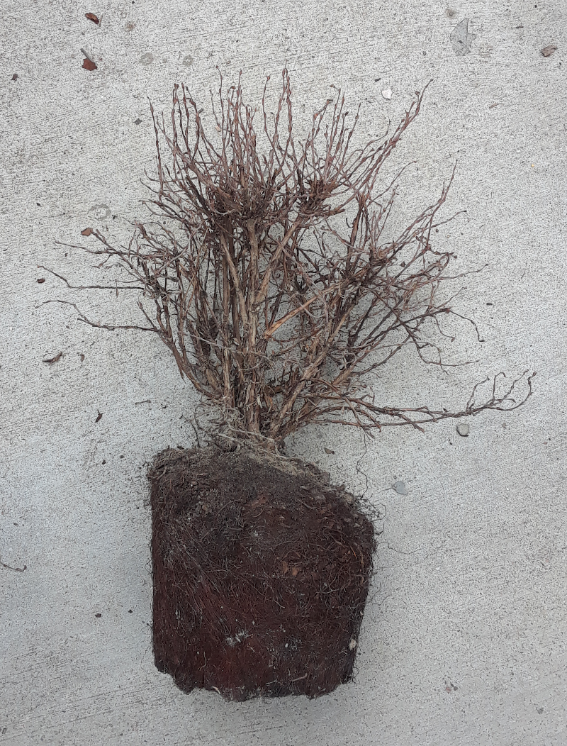 Dead Cinquefoil