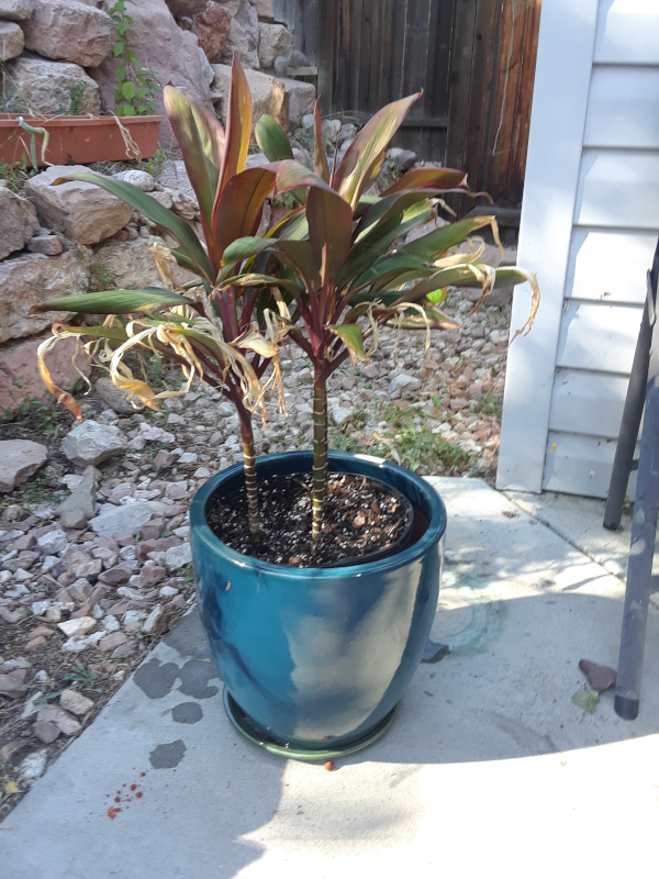 Ficus in new pot