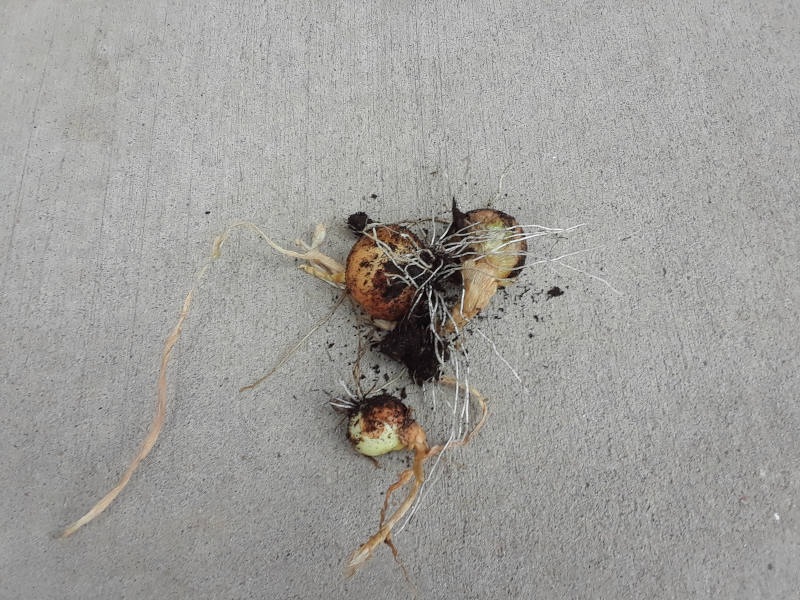 Three Onions before the snow storm