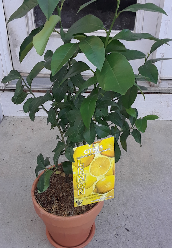 Lemon Tree