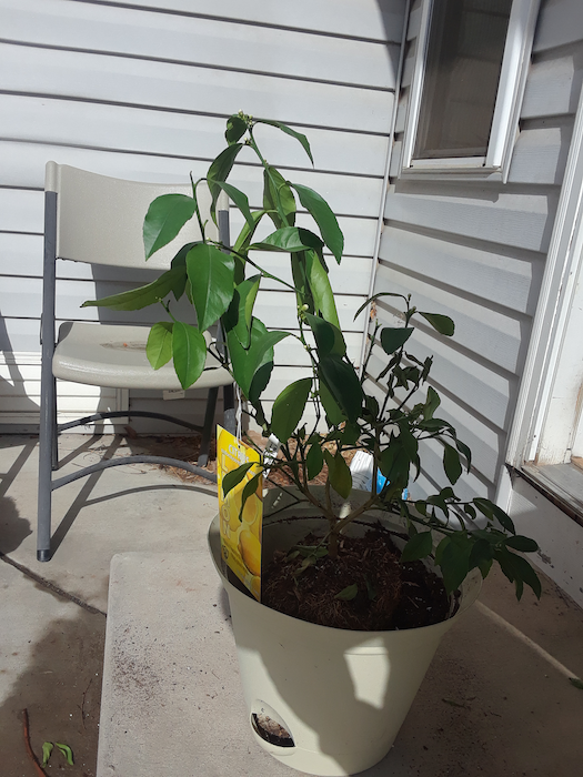Lemon Tree